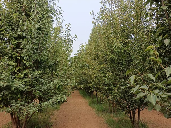 彩叶豆梨