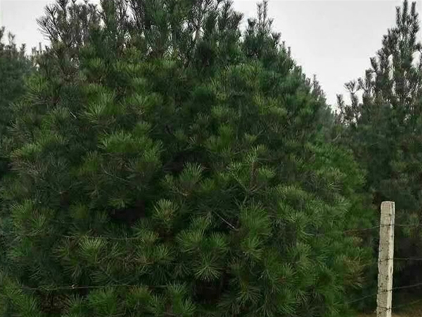 白皮松