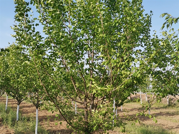 暴马丁香