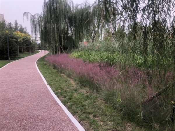 白洋淀大道景观工程